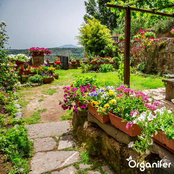 Ein heller Garten mit verschiedenen Blumen in Töpfen auf Steinmauern, einem Steinweg, üppigen Pflanzen und einer Holzstruktur. Organifer Logo.