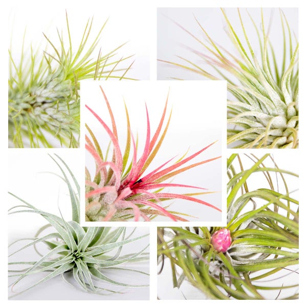 Bloomique - 10er Mix - Tillandsia - Tillandsien - Luftpflanzen Echt - Sehr Pflegeleicht - Höhe 5-15 cm