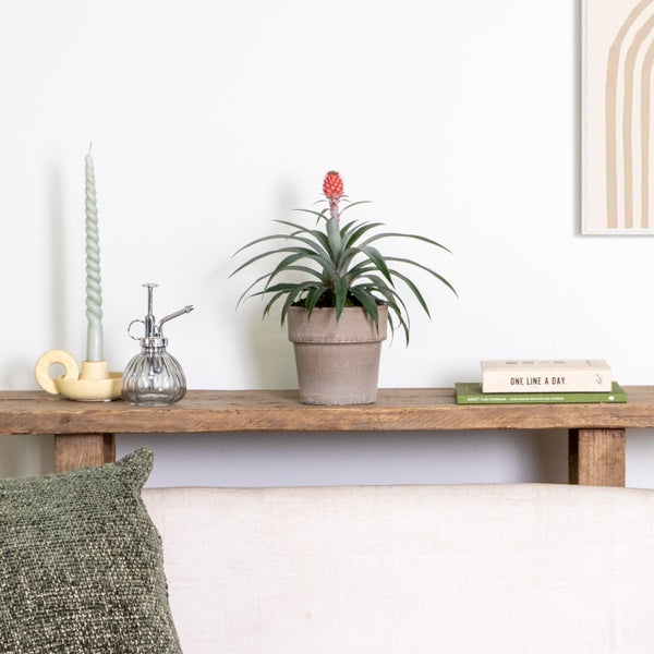 Bloomique - Ananas Rosita - Ananaspflanze - Anti-Schnarch-Pflanze - Zimmerpflanzen - Tierfreundlich - Luftreinigend - 30-40 cm Hoch - Topf 12 cm