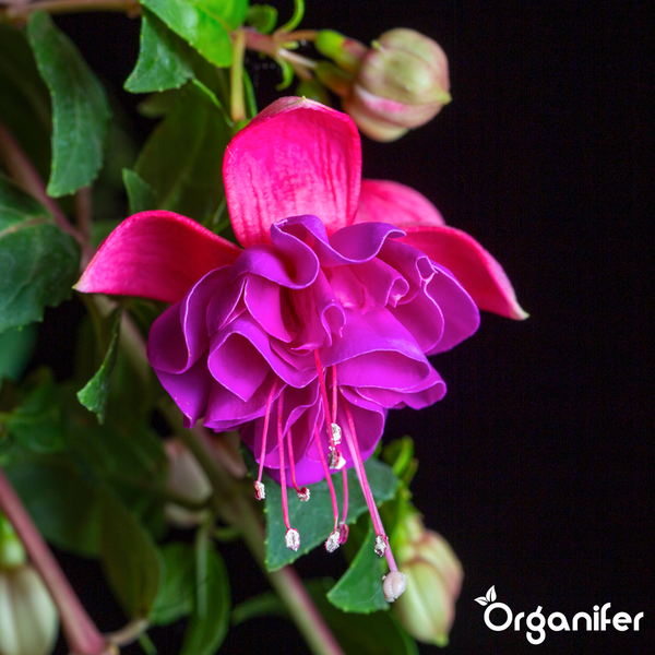 Nahaufnahme einer gefüllten Fuchsie mit rosa und violetten Blütenblättern und grünen Blättern. Organifer Logo.