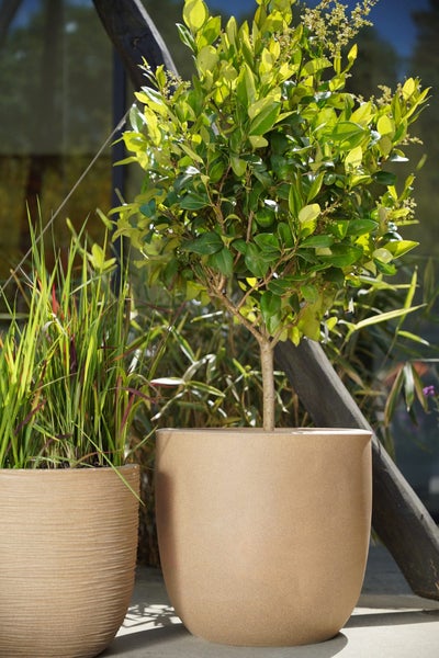 Zwei beige Pflanzkübel im Garten, ein glatter Topf mit einem kleinen Stämmchen und ein strukturierter Topf mit Ziergras.