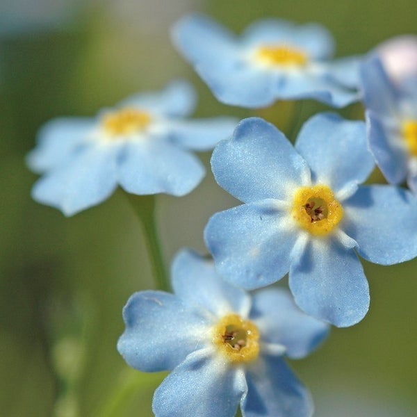 Myosotis Palustris – Sumpf-Vergissmeinnicht – Winterhart – Zone 1/2 – ⌀09cm - ↕15-25 cm