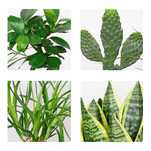 Bloomique - 4er-Mix - Tropische Zimmerpflanzen - Opuntia, Ficus, Sansevieria, Beaucarnea - Luftreinigend - 20-40 cm Hoch - Topf 12 cm