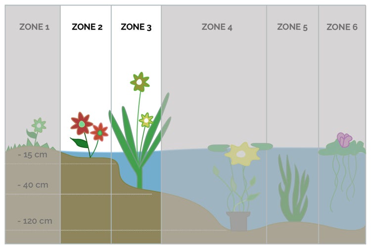 Anagallis tenella | Tar guichelheil - Grower's Pot in Pond Plant & Oxygen Plant ⌀11 cm - ↕11-22 cm