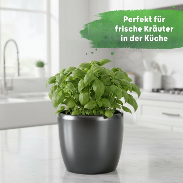 Basilikum in einem anthrazitfarbenen Blumentopf auf einer hellen Küchenarbeitsplatte.