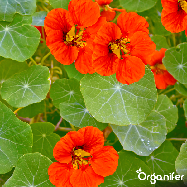 Kapuzinerkresse mit Blüten und Blättern, Organifer Logo.