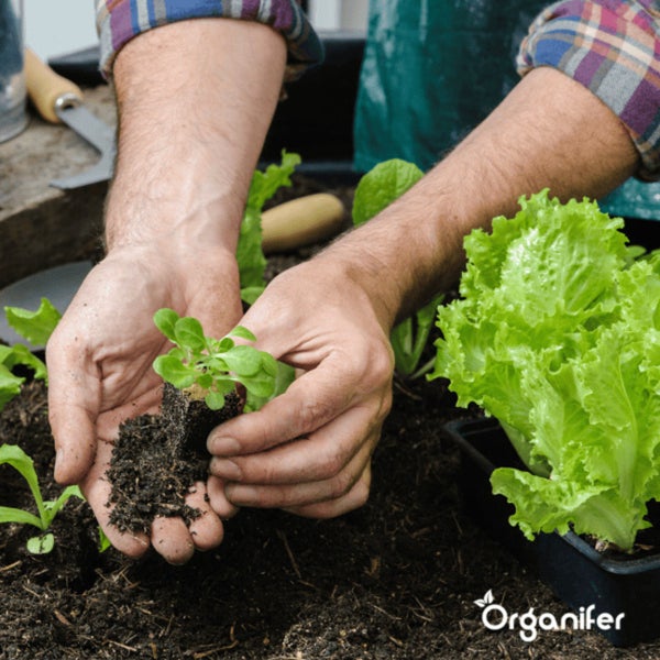 Salat-Saatgutpaket - 20 Arten - Organifer