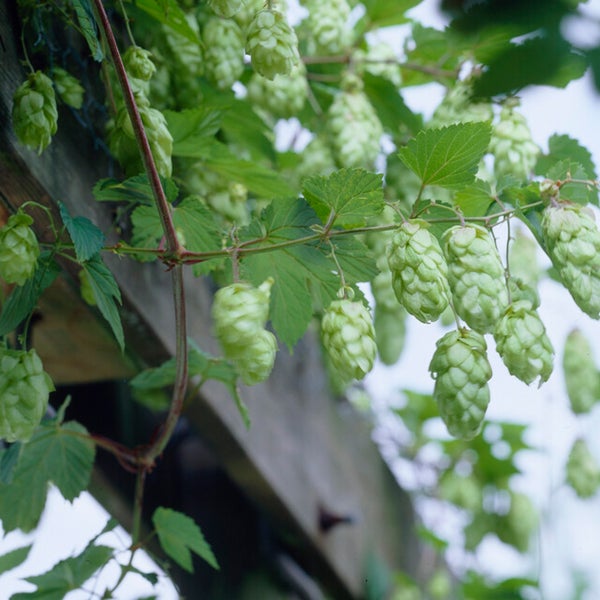 Bloomique – 2er-Set – Humulus Lupulus – Hopfenpflanze – geeignet zum Bierbrauen – Kletterpflanzen – Gartenpflanzen – winterhart – Topf 15 cm – 70–80 cm hoch