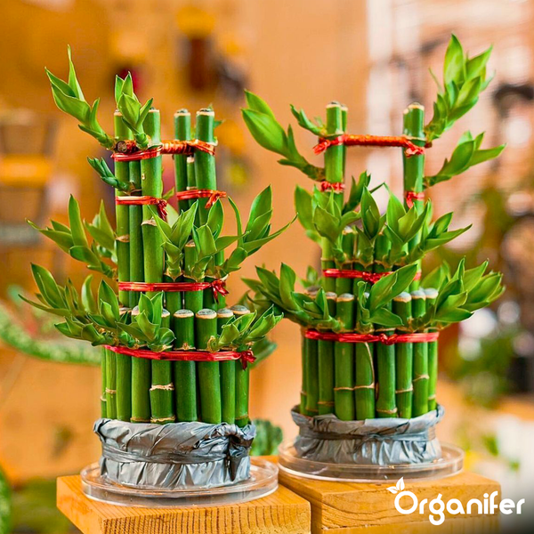 Zwei Lucky Bamboo Arrangements auf Holzblöcken, bestehend aus mehreren in Etagen gebündelten Stielen mit roten Bändern und grünen Blättern. Organifer Logo.