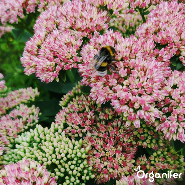 Eine Hummel auf rosa und grünen Fetthenne-Blüten. Organifer Logo.