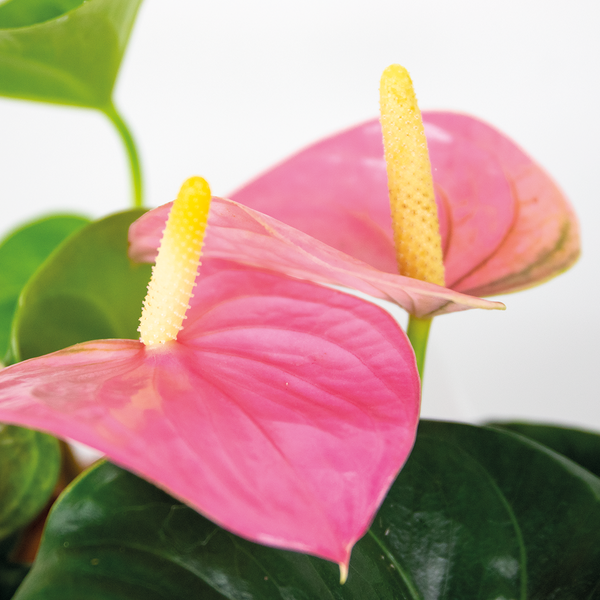 Bloomique - Anthurium Andreanum - Rosa - Flamingoblume - Blühende Zimmerpflanzen - Pflegeleicht - Höhe 40-50 cm - Topf 14 cm