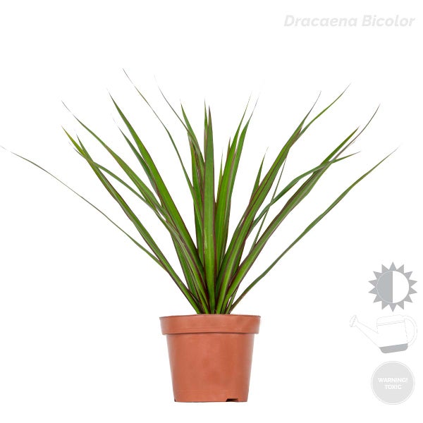 4x Dracaena Zimmerpflanzen Mix -Wahnecki-Marginata-Zitrone-Bicolor - Luftreinigend – ⌀12 cm - ↕25-35