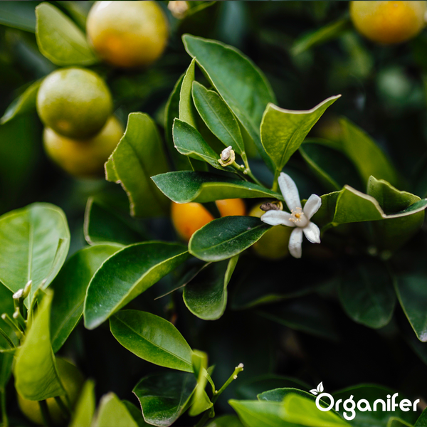 Nahaufnahme einer Zitruspflanze mit Blättern, kleinen Früchten und einer Blüte sowie Organifer Logo.