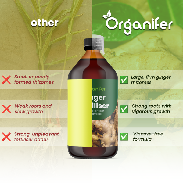 Produktvergleich: Organifer Ingwerdünger sorgt für große Rhizome und kräftiges Wachstum, während andere Dünger zu schwachem Wachstum führen.