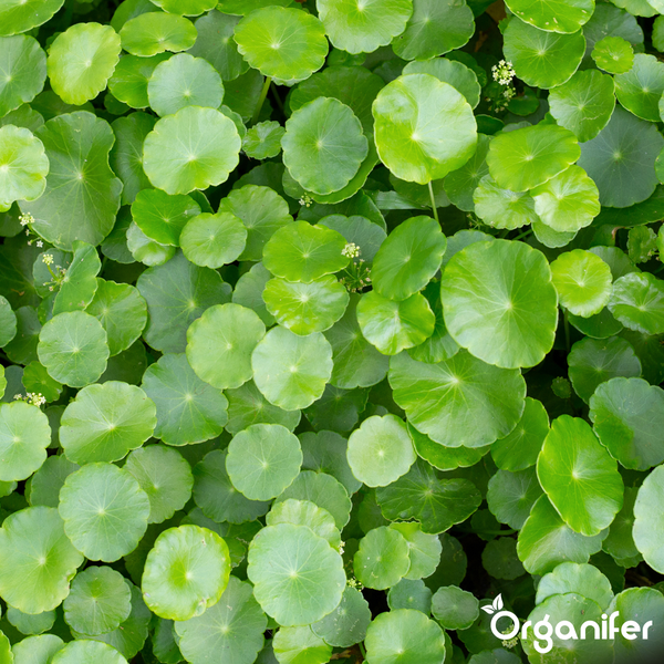 Dichte Ansammlung von runden Blättern des Gewöhnlichen Wassernabels mit kleinen Blüten. Organifer Logo.