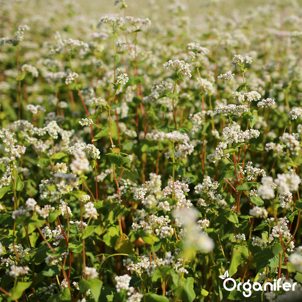 Blühender Buchweizen auf einem Feld mit kleinen weißen Blüten und grünen Blättern, Organifer Logo.