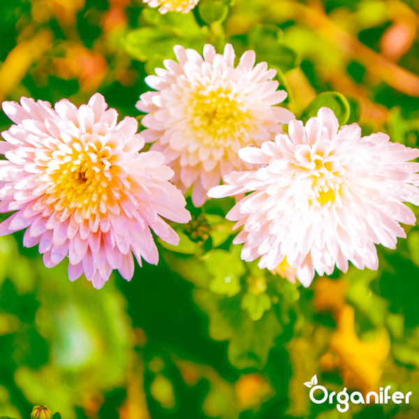 Organifer Chrysanthemen-Dünger, organisches Düngerkonzentrat, 2 Liter Flasche für 2000 Liter Dünger.