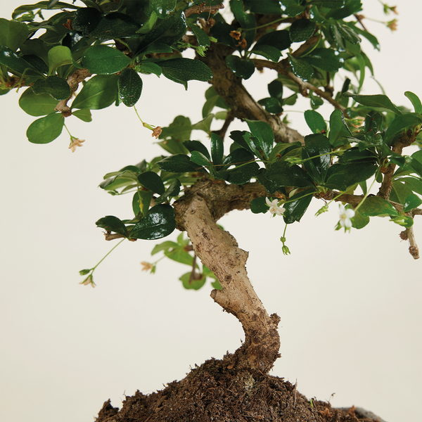 Bloomique - Bonsai Carmona - S-Form - Bonsaibaum - Zimmerpflanzen - Höhe 20-30 cm - 15 cm breit - inklusive Keramiktopf und Schale