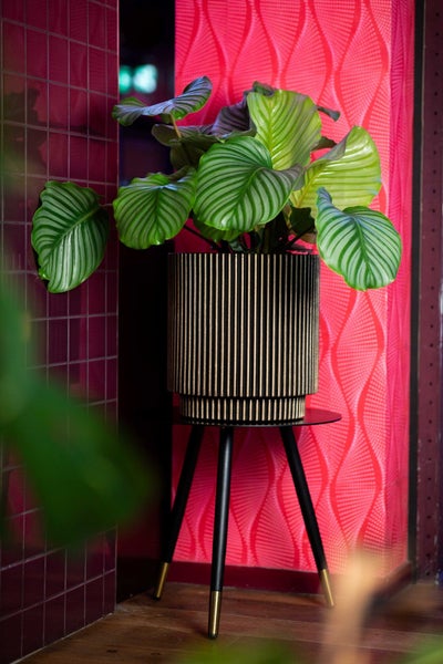Calathea orbifolia Pflanze mit gestreiften Blättern in einem gerippten Topf auf einem schwarzen Dreibeinständer mit goldenen Akzenten.