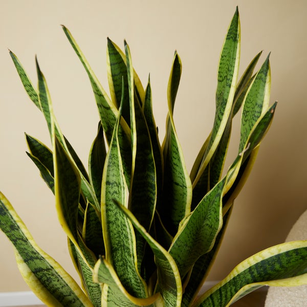 Bloomique - 2er Set - Sansevieria Laurentii - Bogenhanf - Sukkulenten - Zimmerpflanzen Groß - Sehr Pflegeleicht - Höhe 80-100 cm - Topf 21 cm