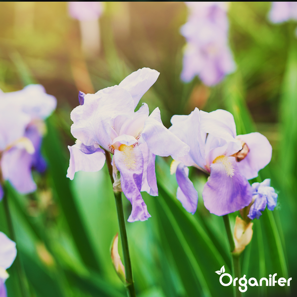 Schwertlilien im Garten. Organifer Logo.