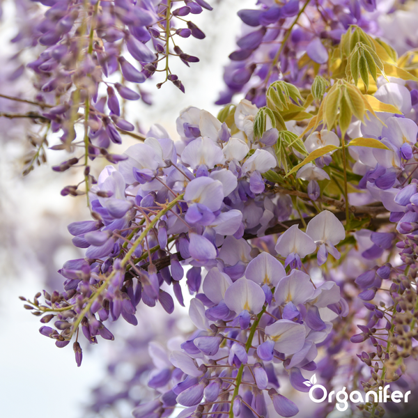 Blauregen Wisteria mit hängenden Blütenrispen und Organifer Logo.