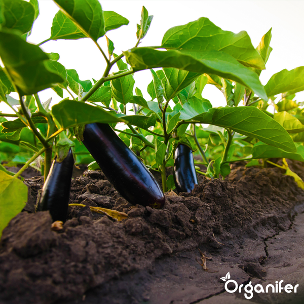 Organifer Logo. Vergleich von Auberginendünger: Organifer bewirkt große feste Früchte, starke Stiele und hat eine vinassefreie Formel.