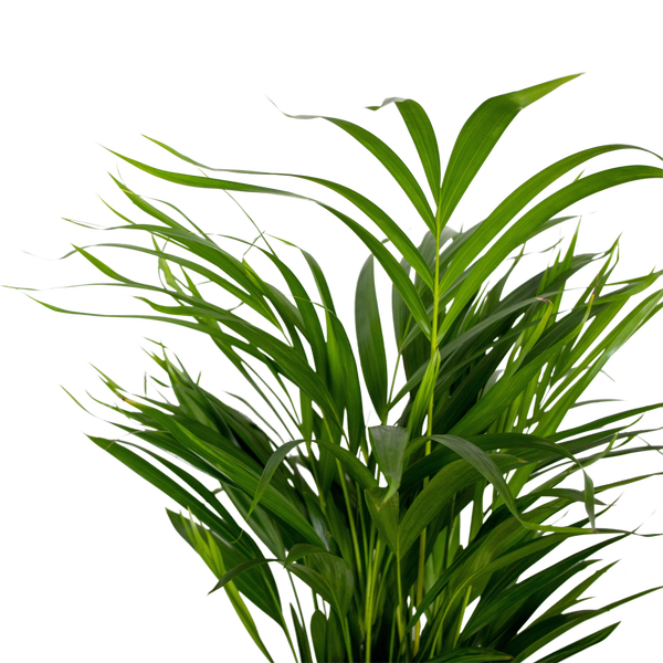 2x Dypsis Lutescens - Goldpalme - Zimmerpflanze - Pflegeleicht - ⌀17 cm - ↕60-70 cm