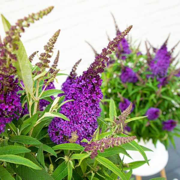 Bloomique - Buddleja Butterfly Little Purple - Schmetterlingsflieder - Gartenpflanzen - Winterhart - 30-40 cm Hoch - Topf 19 cm