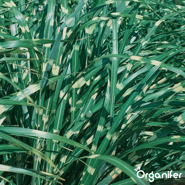 Nahaufnahme von Zebragras (Miscanthus sinensis Zebrinus) mit charakteristischen horizontalen Streifen auf den Halmen. Organifer Logo.