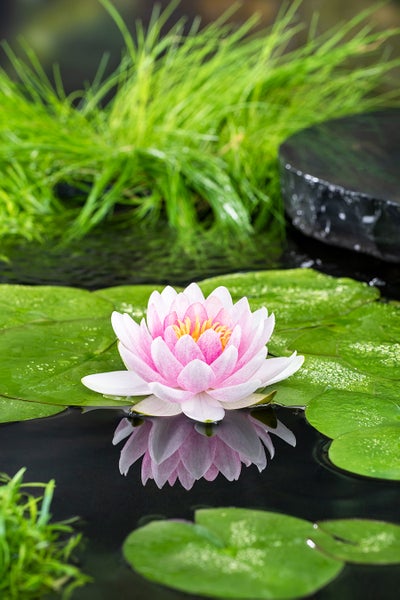 Nymphaea 'M'd Wilfron Gonnere' – Seerose – Winterheart – Zone 4 – ⌀11 cm – ↕25-35 cm