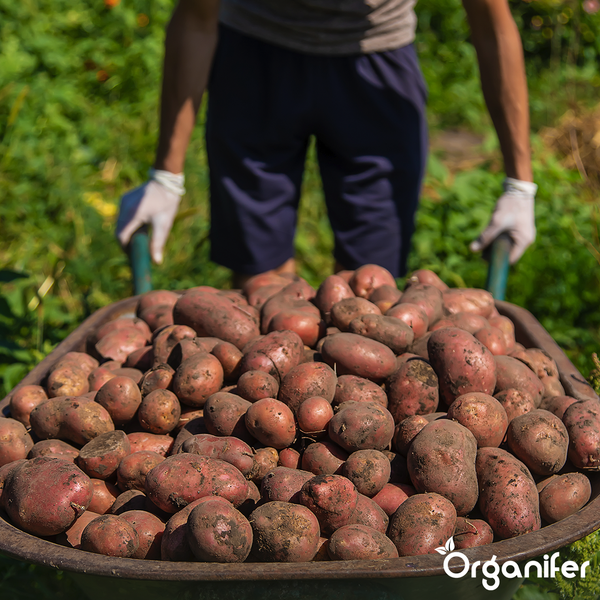 Metallzauntür mit Griff in einem Garten