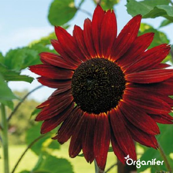 Dunkelrote Sonnenblume mit dunkler Mitte. Organifer Logo.