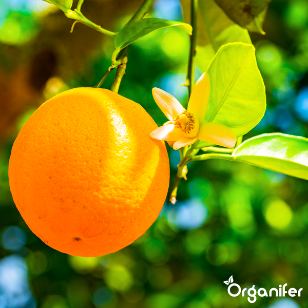 Vorher-Nachher-Vergleich eines Zitrusbaums mit Organifer. Links verwelkte Blätter, rechts ein gesunder Baum mit reifen Früchten.