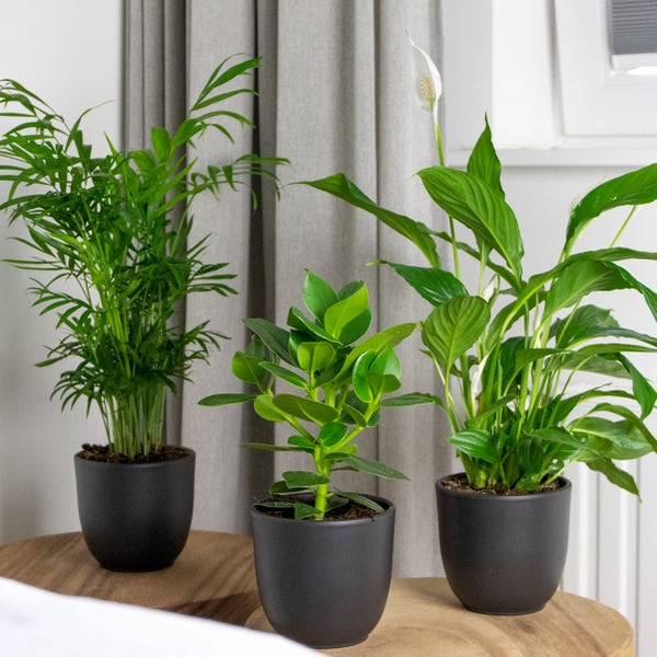Bloomique - 3er-Mix - Schlafzimmerpflanzen - Spathiphyllum, Clusia, Chamaedorea - Zimmerpflanzen - 30-40 cm Hoch - Topf 12 cm