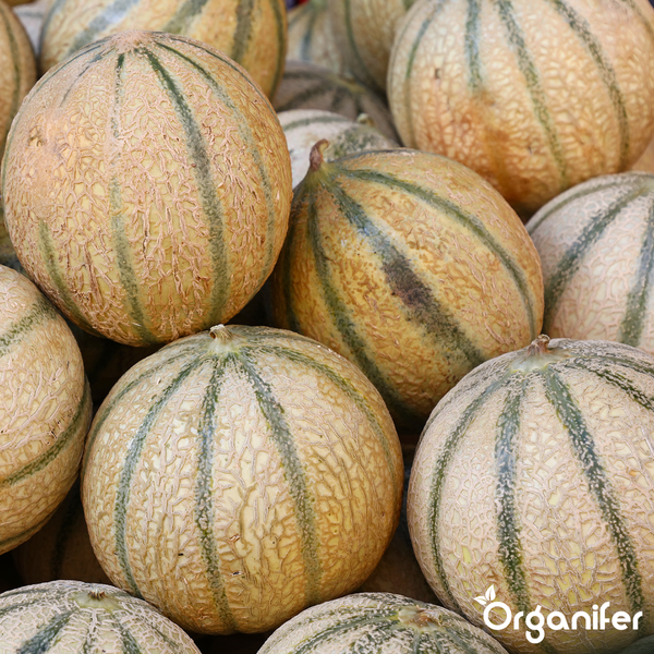 Mehrere Cantaloupe-Melonen mit strukturierter Schale und grünen Streifen, inklusive Organifer Logo.