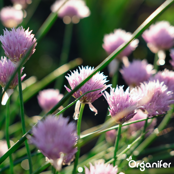 Blühender Schnittlauch im Garten mit Organifer Logo