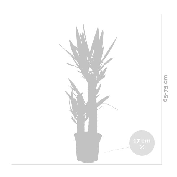 Bloomique - Yucca Elephantipes - Yucca Palme - Palmlilie - Zimmerpflanzen - Pflegeleicht - Luftreinigend - Höhe 60-70 cm - Topf 17 cm