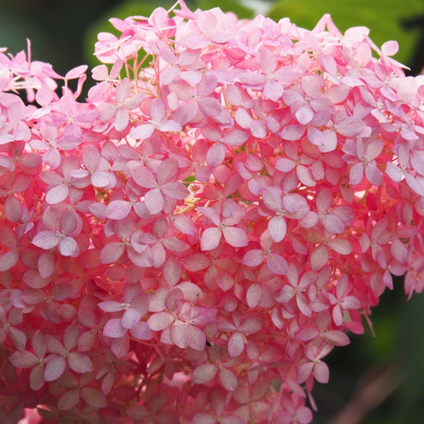 Bloomique - 2er-Set - Hydrangea Pink Annabelle - Hortensie - Rosa - Gartenpflanzen - Winterhart - 40-50 cm Hoch - Topf 19 cm