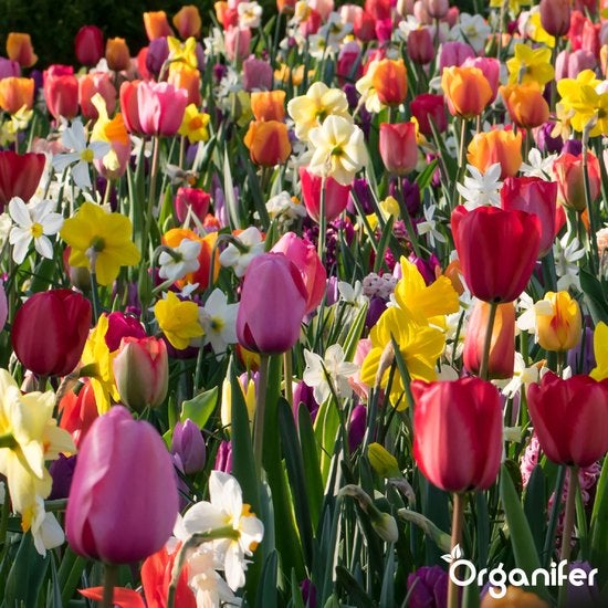 Feld mit Tulpen und Narzissen