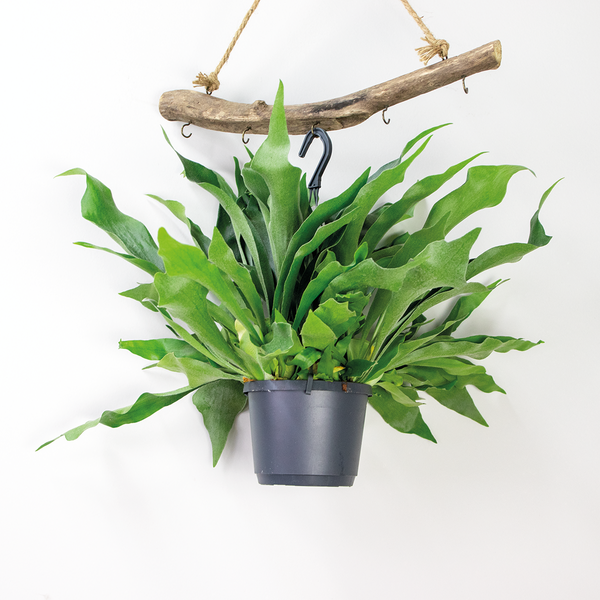 Bloomique - Platycerium Bifurcatum - Geweihfarn - Zimmerpflanzen - Hängepflanzen - Tierfreundlich - Luftreinigend - 30-40 cm Hoch - Hängetopf 17 cm
