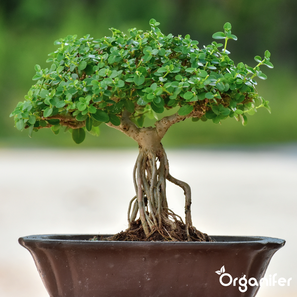 Vorher-Nachher-Vergleich eines Bonsai-Baums nach der Verwendung von Organifer. Von lichten Zweigen zu dichtem Blattwerk. Organifer Logo.