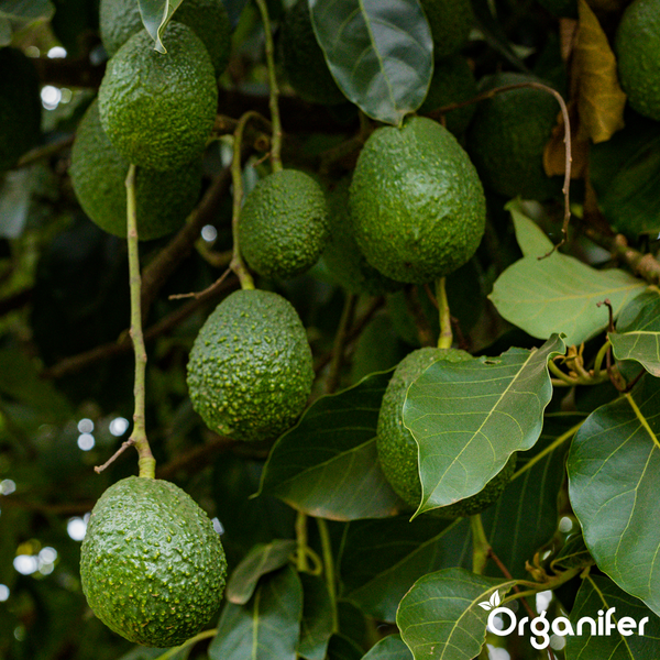 Reifende Avocados an einem Baum mit grünen Blättern. Organifer Logo.
