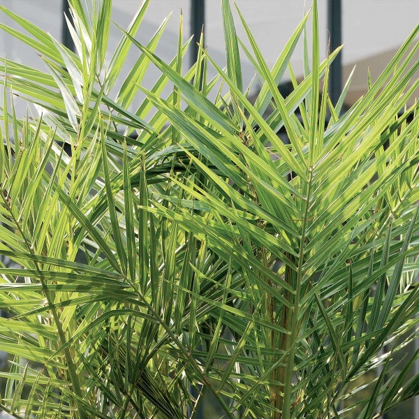 Bloomique - 2er Set - Phoenix Canariensis - Kanarische Dattelpalme - Palme - Balkonpflanzen Winterhart - Höhe 80-100 cm - Topf 19 cm
