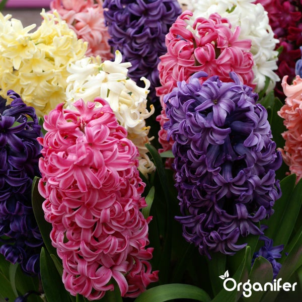 Nahaufnahme einer Gruppe von Hyazinthenblüten