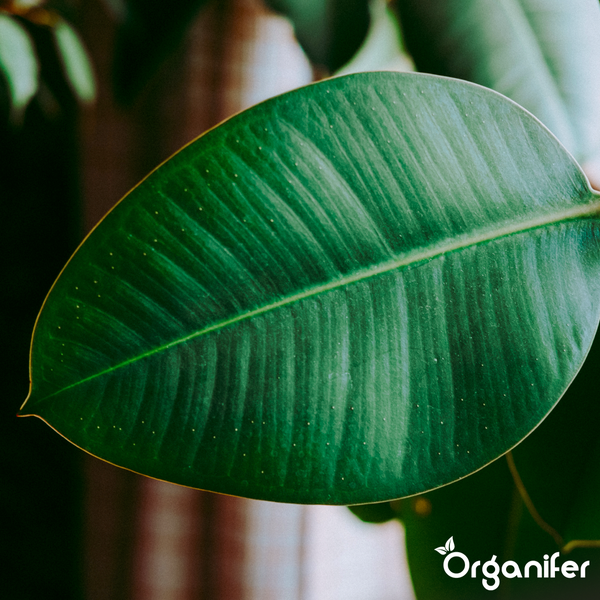 Gestreifte Auberginen wachsen an einer Pflanze im Garten. Organifer Logo.