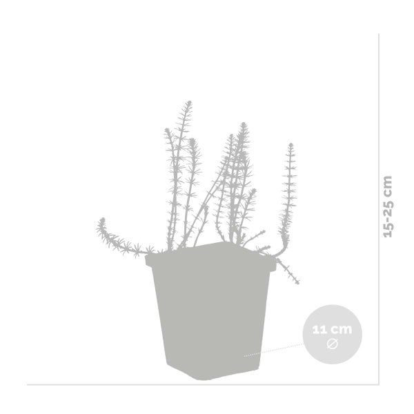 Hippuris Vulgaris – Lidsteng – Teichpflanze – Pflegeleicht – Zone 2 bis 5 – ⌀11cm - ↕15-25 cm