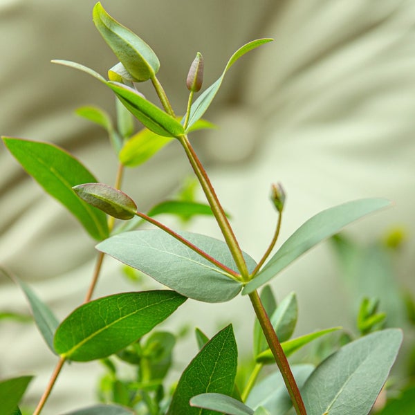 Bloomique - 2er-Set - Eucalyptus Parvifolia - Eukalyptuspflanze - Gartenpflanzen - Winterhart - ⌀15 cm - 25-45 cm