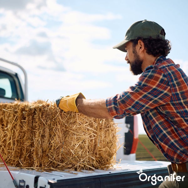 Ein Mann mit Handschuhen verlädt einen Strohballen auf die Ladefläche eines Pickups.