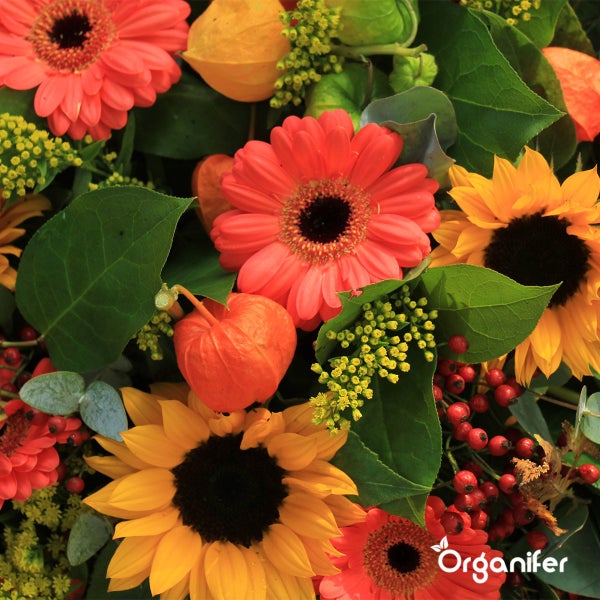 Blumenarrangement mit Sonnenblumen, Gerbera, Physalis, roten Beeren und grünen Blättern. Organifer Logo.
